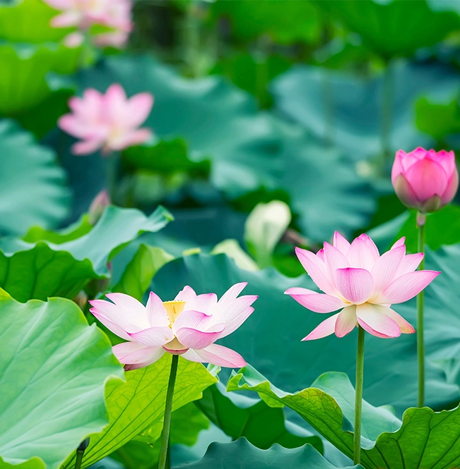 池に咲くピンクの花